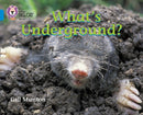 BIG CAT -  WHATS UNDERGROUND