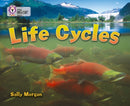 BIG CAT - LIFE CYCLES