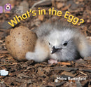 BIG CAT - WHATS IN THE EGG