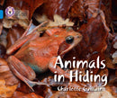 BIG CAT - ANIMALS IN HIDING