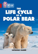 BIG CAT - POLAR BEAR