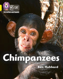BIG CAT - CHIMPANZEES