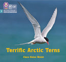 BIG CAT LW L&S_ARCTIC TERNS