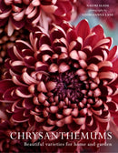 CHRYSANTHEMUMS HB
