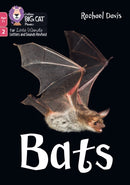 BIG CAT LW 7+_BATS
