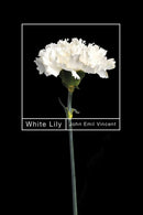 White Lily-9780228023777