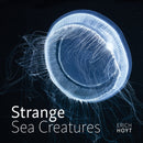 Strange Sea Creatures-9780228104674