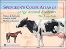 Spurgeon's Color Atlas of Large Animal Anatomy : The Essentials-9780683306736