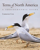 Terns of North America : A Photographic Guide-9780691161877