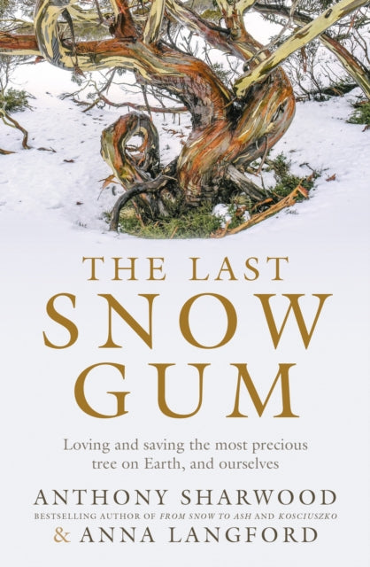 The Last Snow Gum