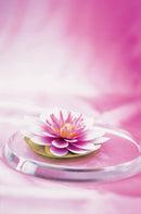 Memo Block Waterlily
