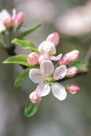 Memo Block - Apple Blossom : A beautiful note block containing 300 paper sheets with an integrated spare drawer-9780754832003