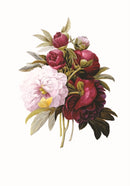 Memo Block: Redoute Peony : High-quality block of notepapers in a presentation cube box with built-in drawer-9780754832058