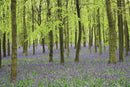 Memo Block - Bluebells : High-quality block of notepapers in a presentation cube box with built-in drawer-9780754832089