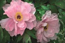 Memo Block - Peony-9780754832096