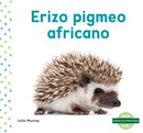 Erizo pigmeo africano (African Pygmy Hedgehog)