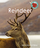 Reindeer-9781398216853