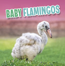 Baby Flamingos-9781398223899