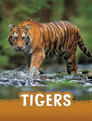 Tigers-9781398225008
