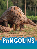 Pangolins-9781398238848