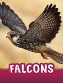 Falcons-9781398243965