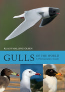 Gulls of the World : A Photographic Guide-9781408181645