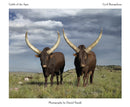 Cattle of the Ages : Ankole cattle in South Africa-9781431425815