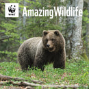Wwf Amazing Wildlife Square Wall Calenda-9781529829716