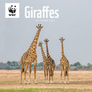 Wwf Giraffes Square Wall Calendar 2026-9781529829778
