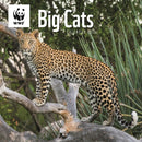 Wwf Big Cats Square Wall Calendar 2026-9781529829884