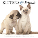 Kittens Friends Square Wall Sunday Start-9781529847499