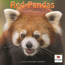 Red Pandas Square Wall Sunday Start Cale-9781529847567