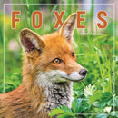 Foxes Square Wall Calendar 2026-9781529847857