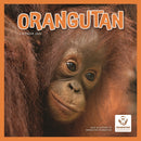 Orangutan Square Wall Calendar 2026-9781529848137