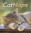 Cat Naps Easel Desk Calendar 2026-9781529848670