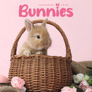 Bunnies Square Mini Calendar 2026-9781529848878