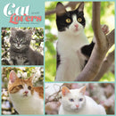 Cat Lovers Square Wall Sunday Start Cale-9781529849288