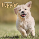 Puppies Square Wall Sunday Start Calenda-9781529849479