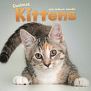 Curious Kittens Square Wall Sunday Start-9781529849707