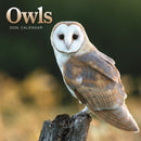 Owls Square Mini Calendar 2026-9781529849868
