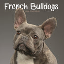 French Bulldogs Square Mini Calendar 202-9781529849943