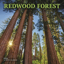 Redwood Forest Square Wall Sunday Start-9781529850291