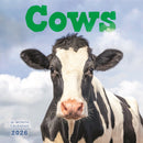 Cows Square Wall Sunday Start Calendar 2-9781529851069