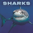 Sharks Square Wall Sunday Start Calendar-9781529851205