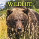 Wildlife Square Wall Sunday Start Calend-9781529851236