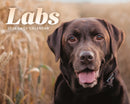 Labs Box Calendar 2026-9781529851458