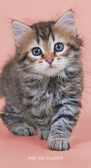 Kittens Sunday Start 2 Year Pocket Planner Diary 2026-7-9781529851632