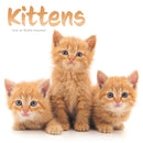 Kittens Square Wall Sunday Start Calenda-9781529851748