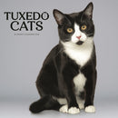 Tuxedo Cats Square Wall Sunday Start Cal-9781529851762