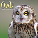 Owls Square Wall Sunday Start Calendar 2-9781529851816